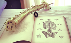 特別支援児へのカイロプラクティック